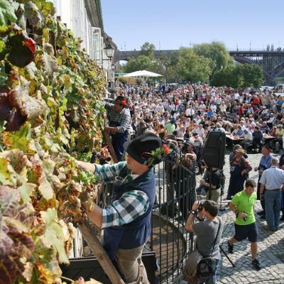 The Old Vine Festival